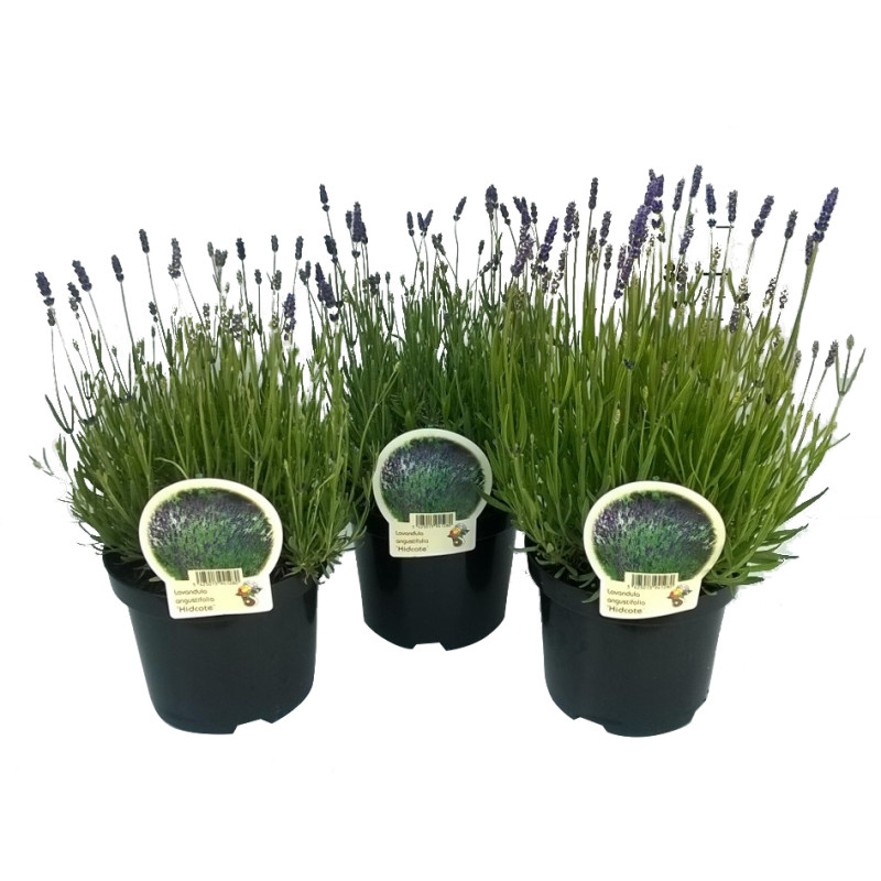 Lavande Lavandula angustifolia Hidcote en pot