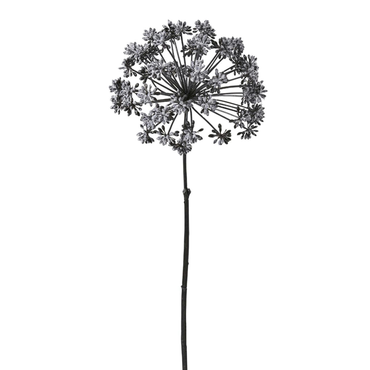 NOËL - Angelique H64