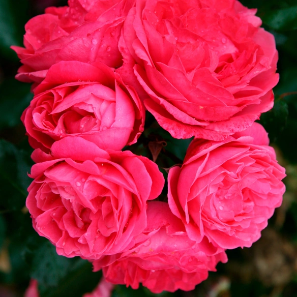 Beetrose, Rosa »Moin Moin®«, Blüte: rosa, gefüllt