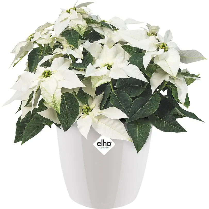 Blumentopf Brussels Diamond