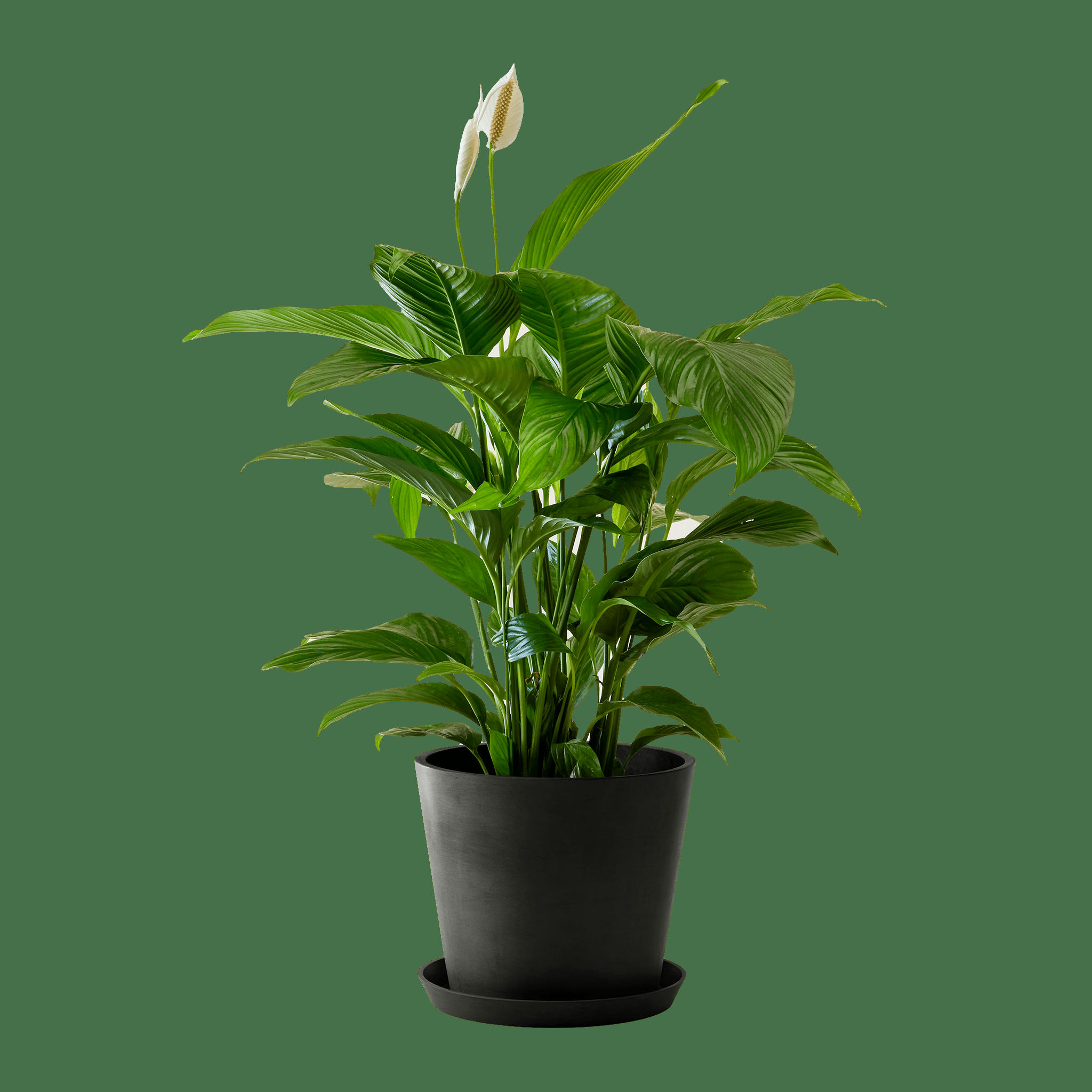 - Plante d'intérieur - Spathiphyllum 100 cm en pot noir