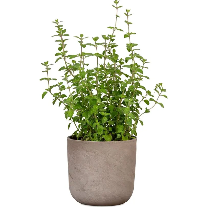 Blumentopf Travertino