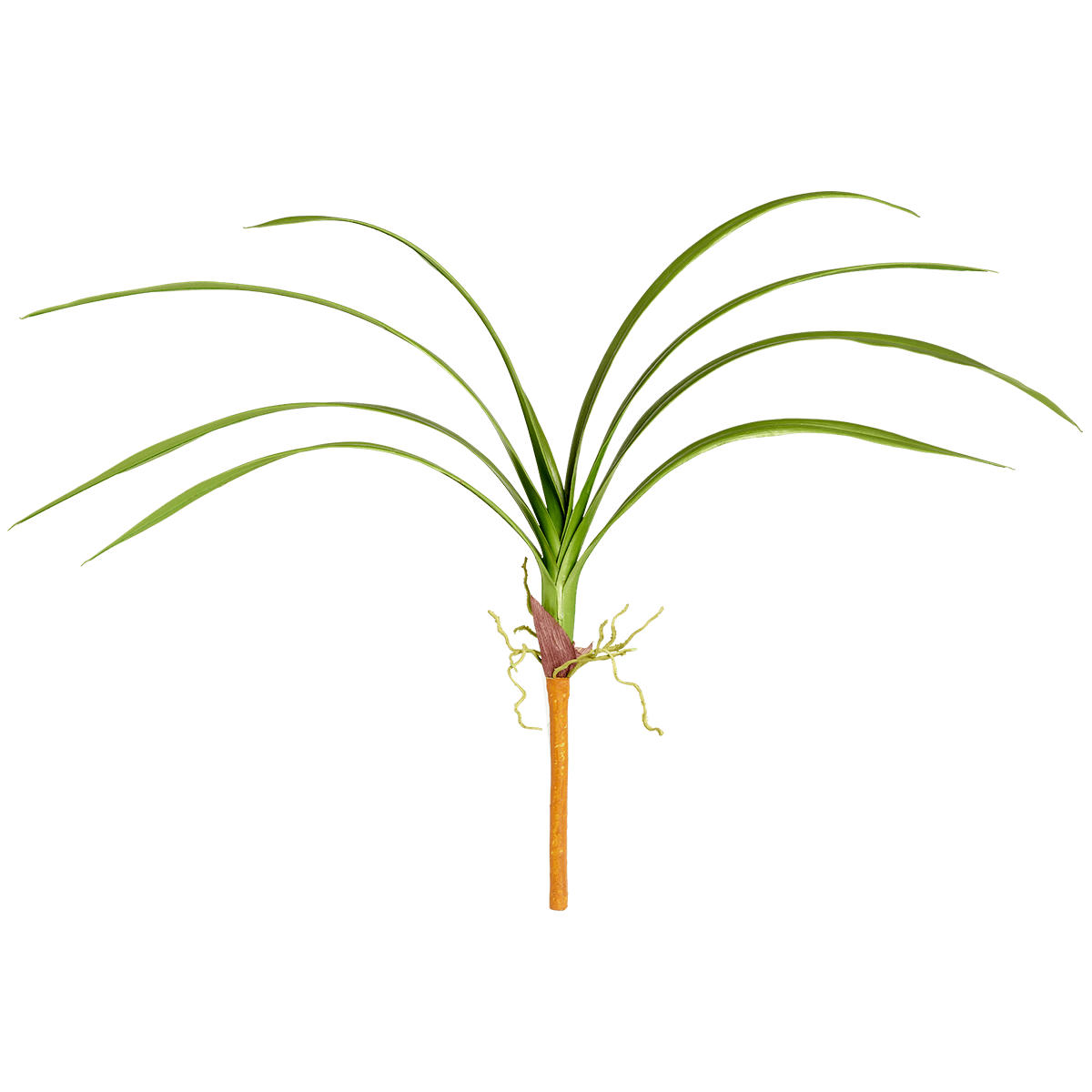 - Piquet de feuilles de cymbidium