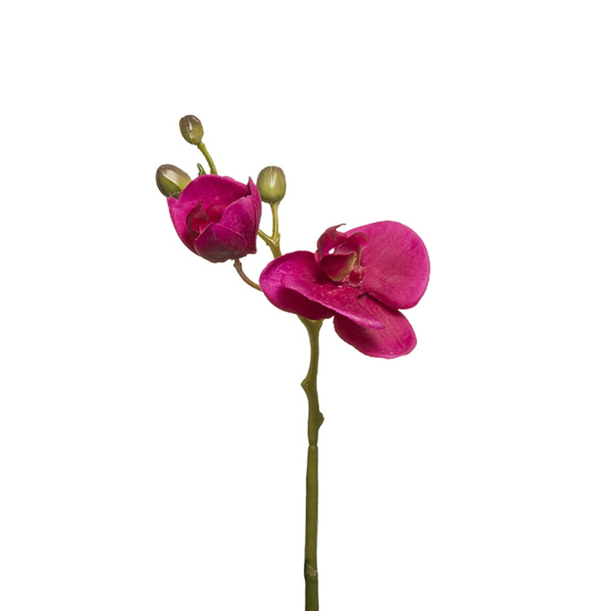 FOREVER - Orchidée Phalaenopsis Forever H32cm