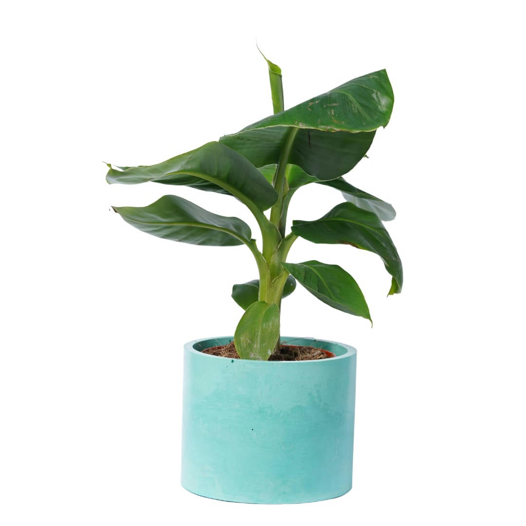 CACHE-POT XXL UNI - Cache-pot xxl en béton turquoise