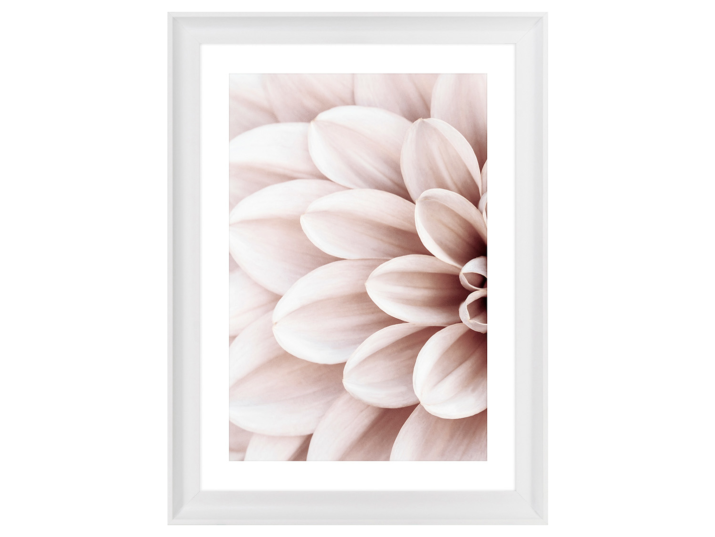 Obraz w ramie Powder Dahlia No.1 58x78 cm