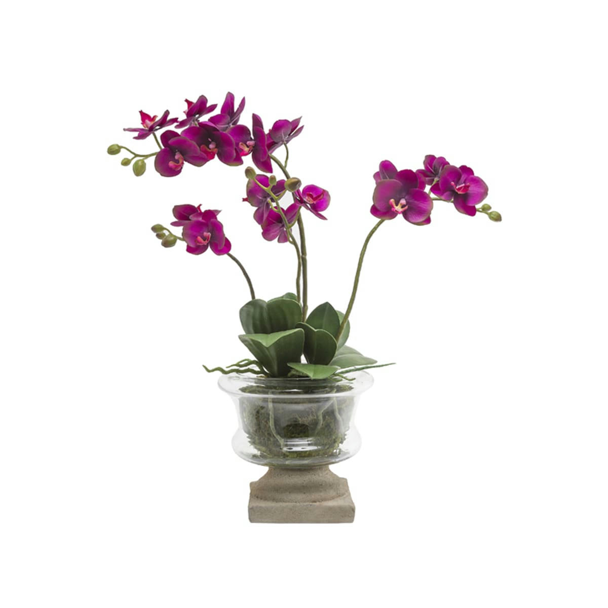 MARYLIN - Orchidée en coupe Marylin H58cm