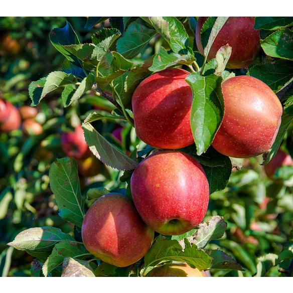 Apfel, Malus domestica »Elstar«, Früchte: süß