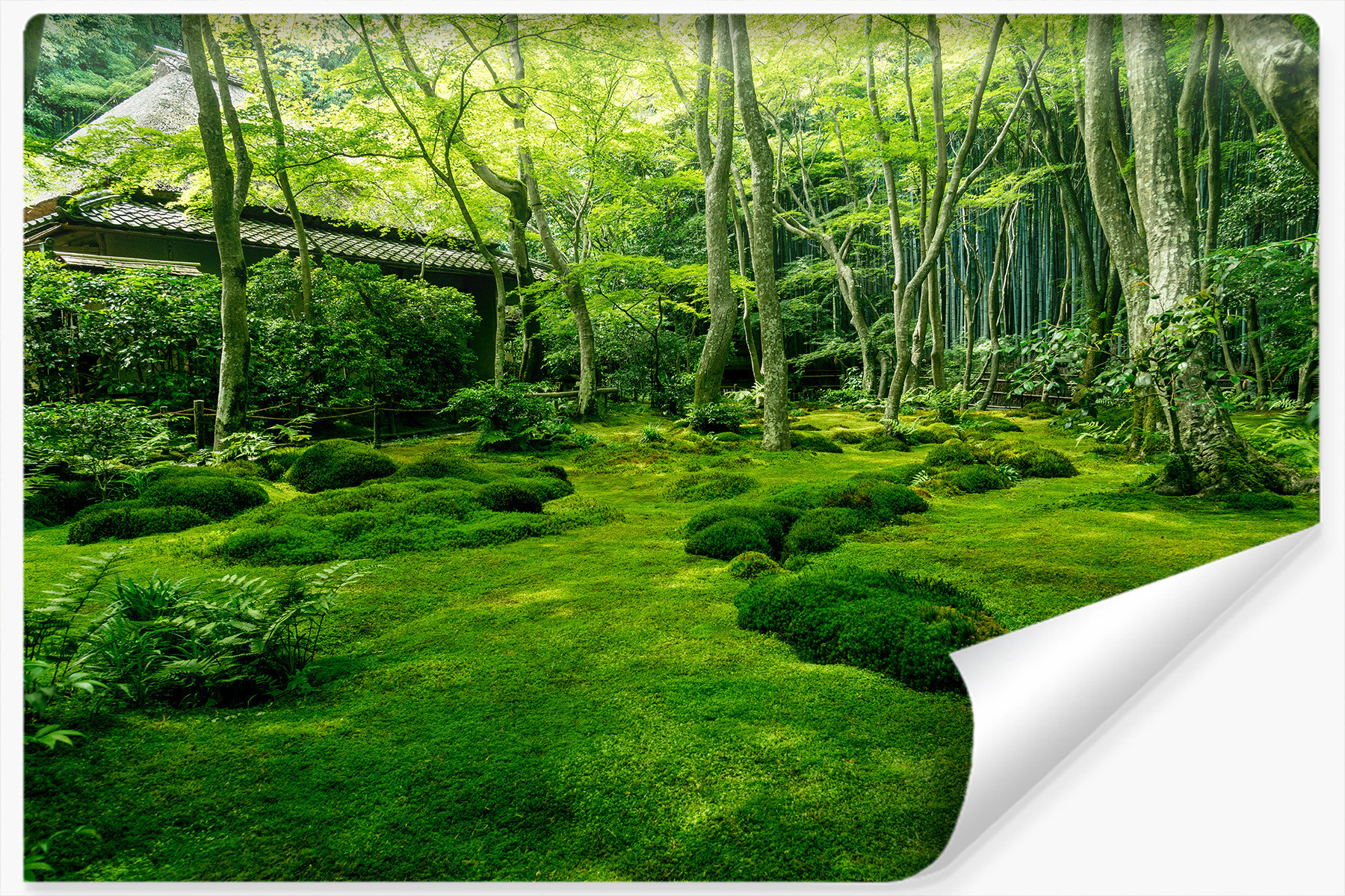 Fototapeta OGRÓD Japoński Mech Drzewa Las 90x60cm