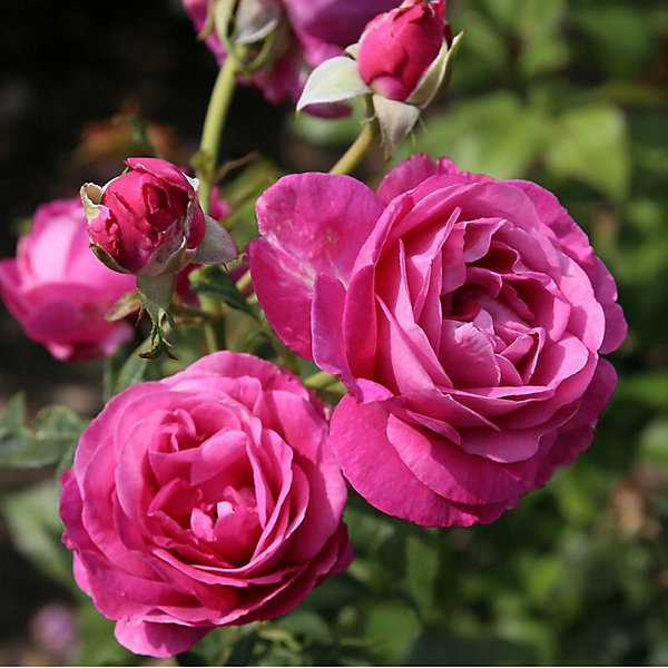 2 x Kordes Parfuma rosier - Rosa 'Carmen Wurth'