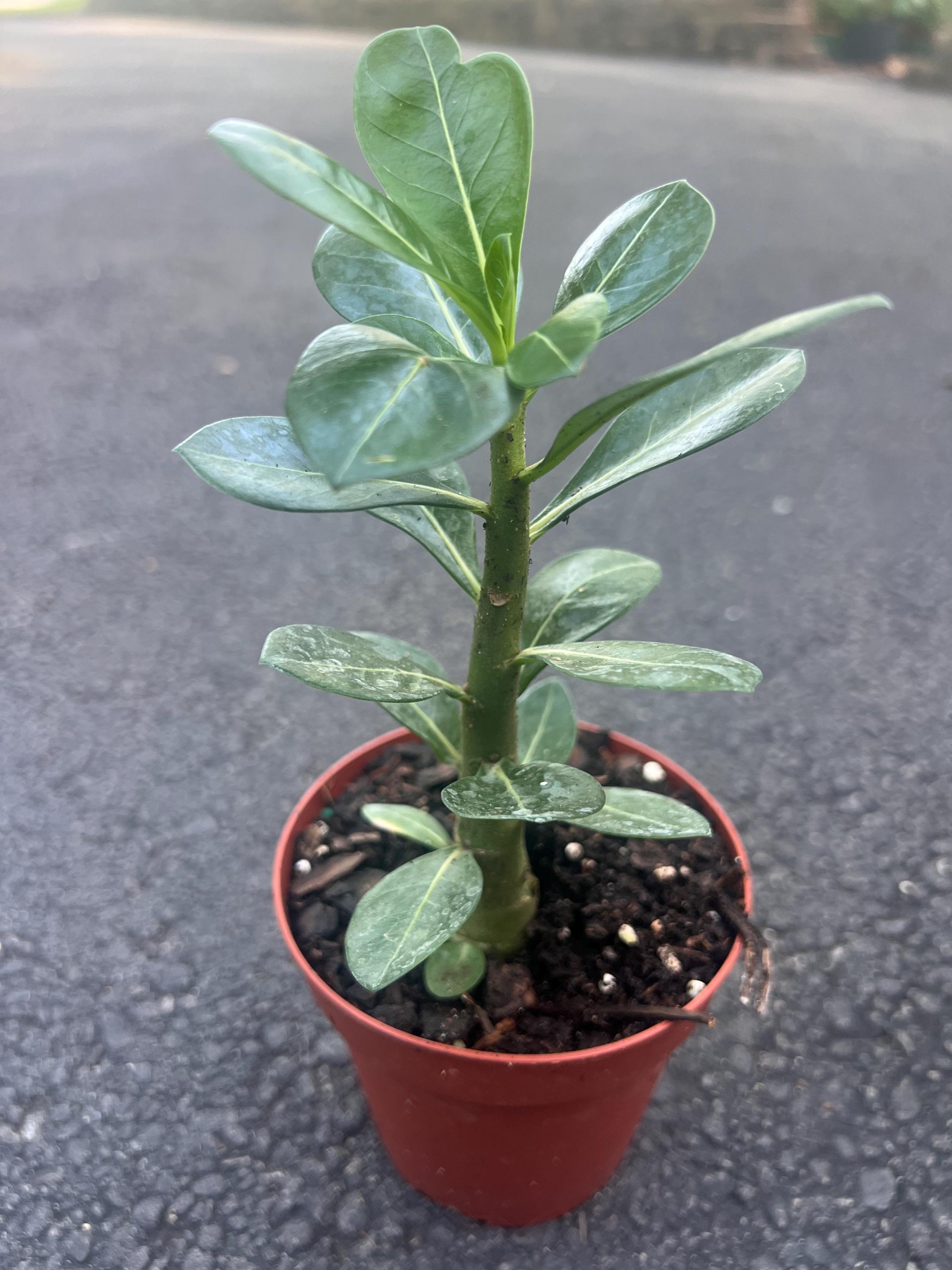 Purple Adenium in 4