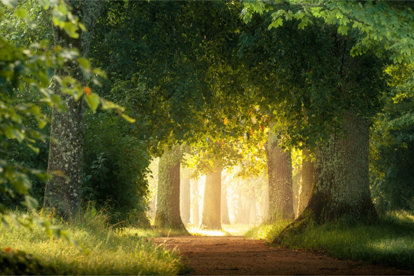 Fototapeta Ozdobna Park Słońce LAS Ścieżka 90x60cm