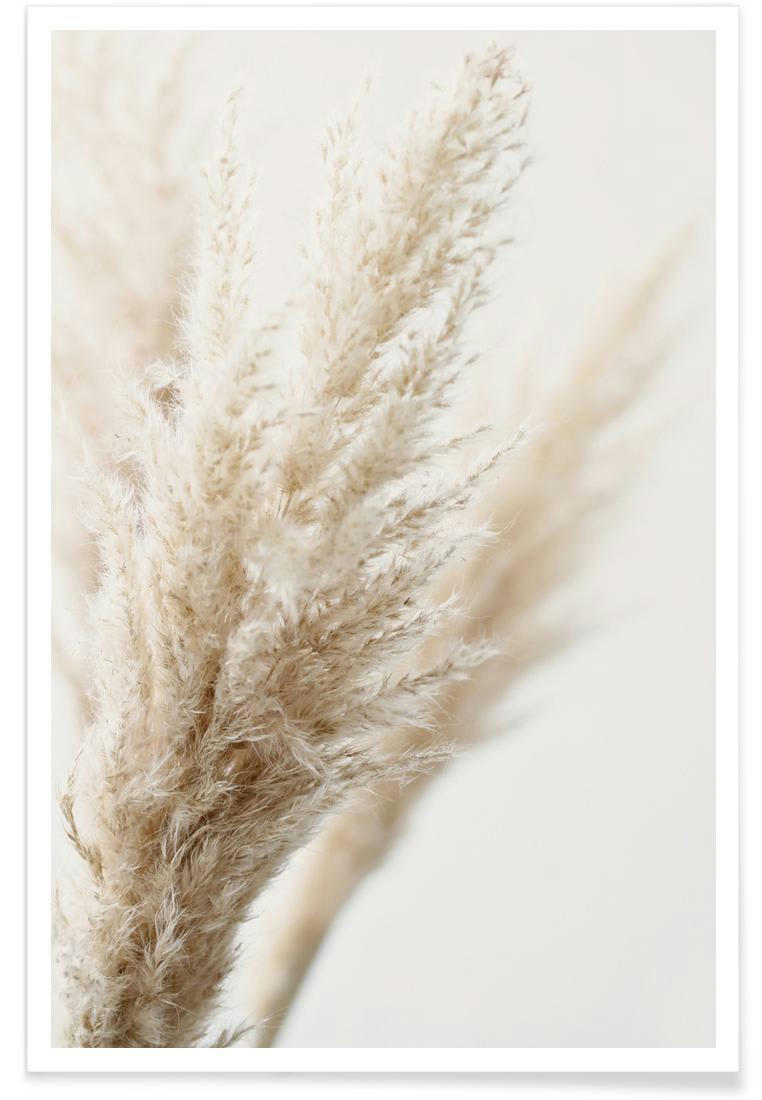 PAMPAS REED 03 - Affiche blanc & blanc ivoire
