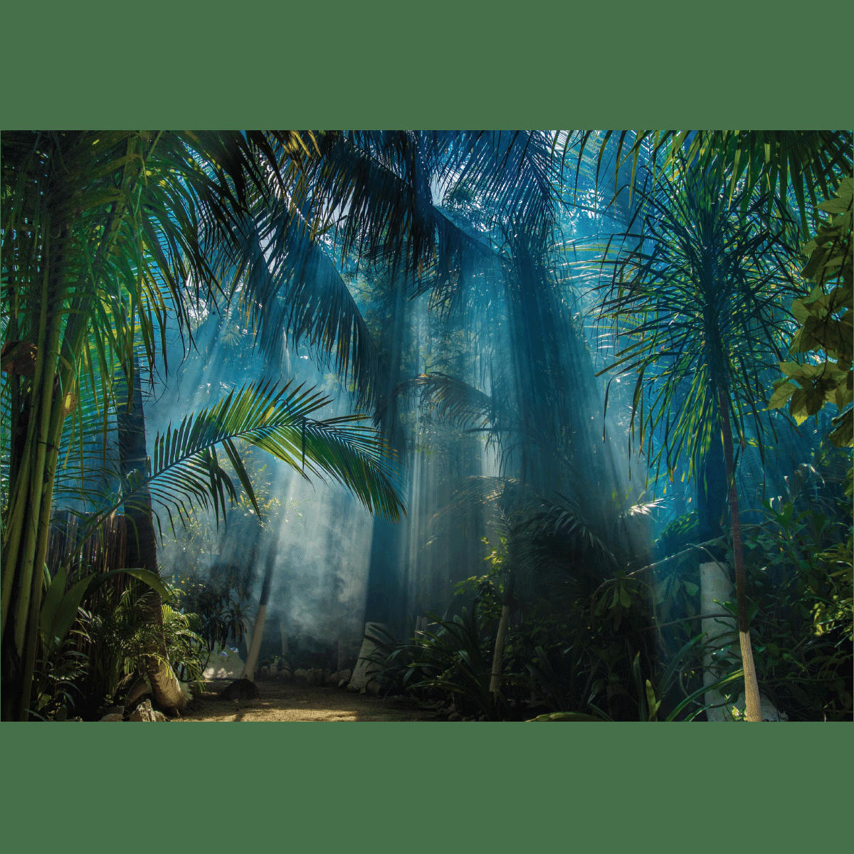 - Papier Peint jungle des tropiques 250x360cm