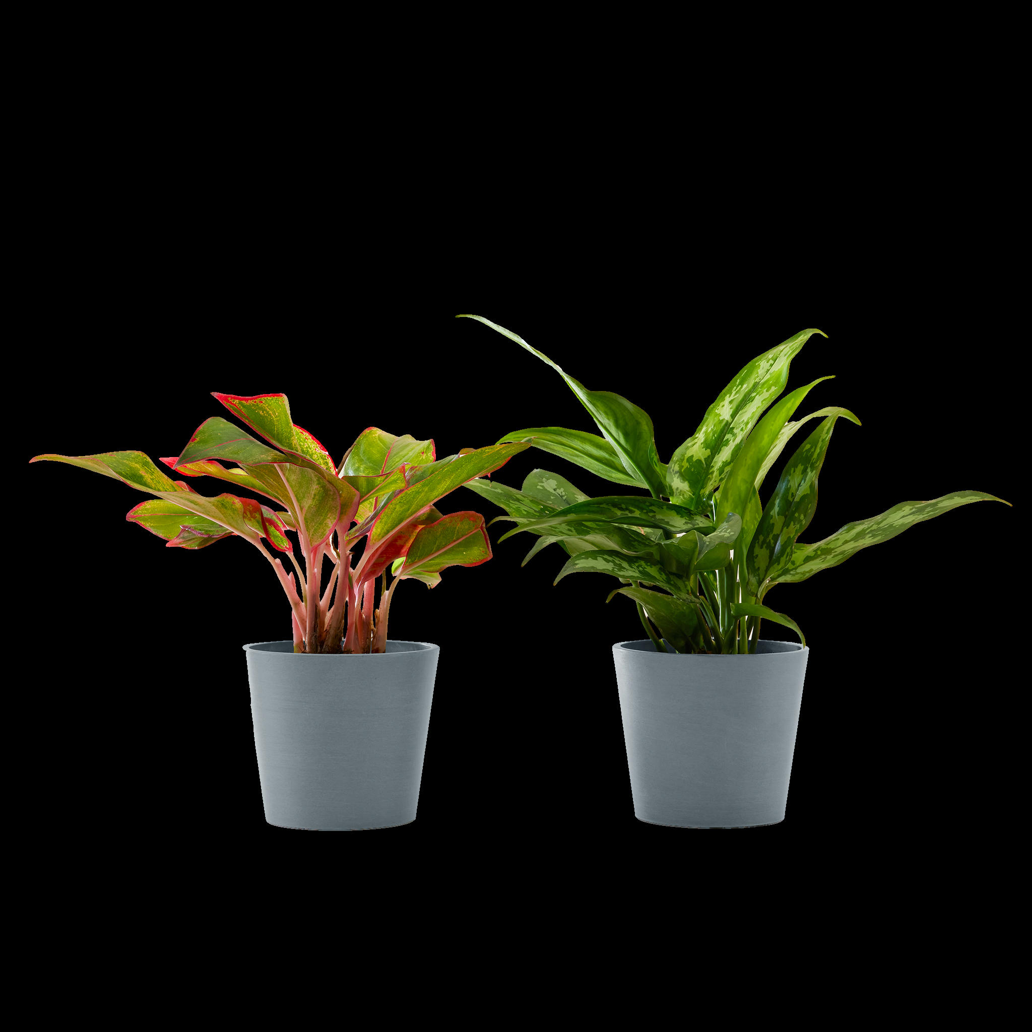 - Plante d'intérieur - Duo d'aglaonema 25 cm en pot bleu gris
