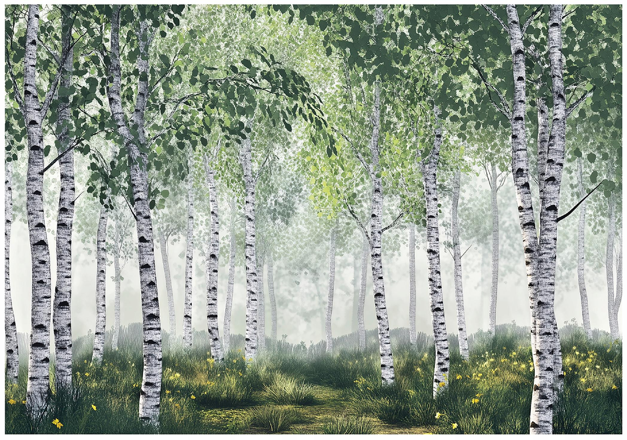 Fototapeta 3D Las Brzozowy Drzewa Natura Na Ścianę Sypialnia Salon 250X175