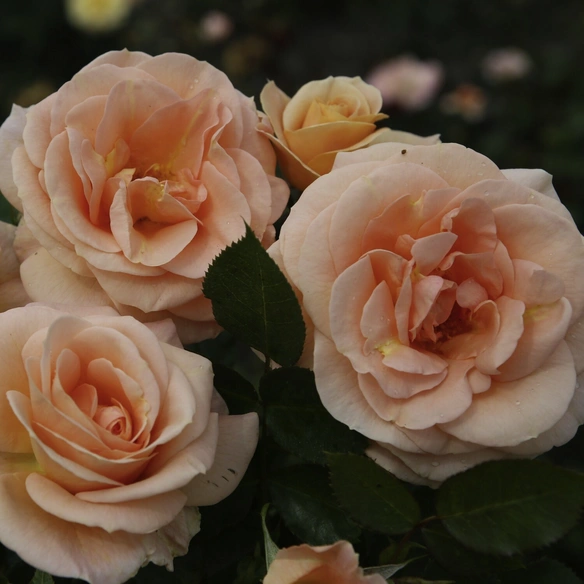 Beetrose, Rosa »Impala®«, Blüte: apricot, halbgefüllt