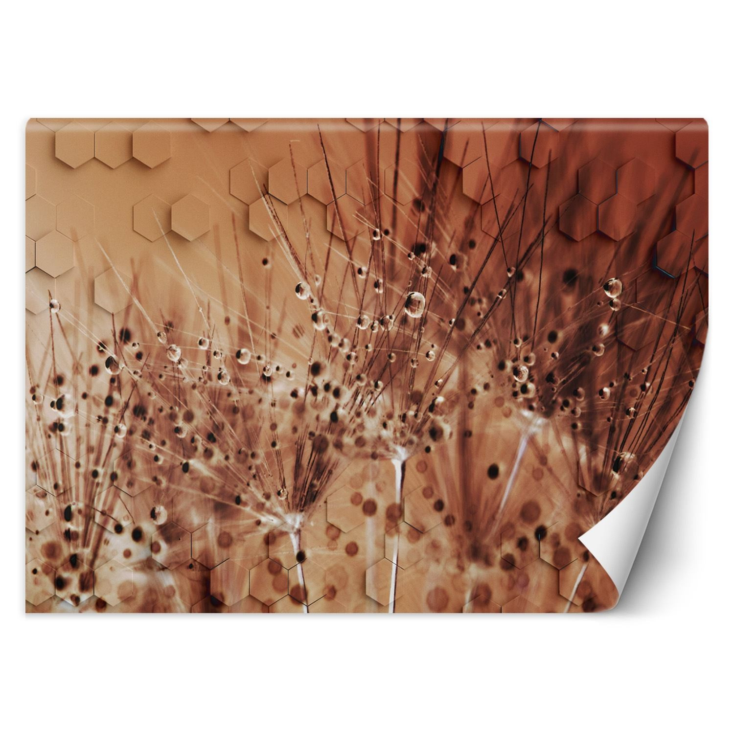 Feeby Fototapeta, Dmuchawce w kroplach rosy 150x105
