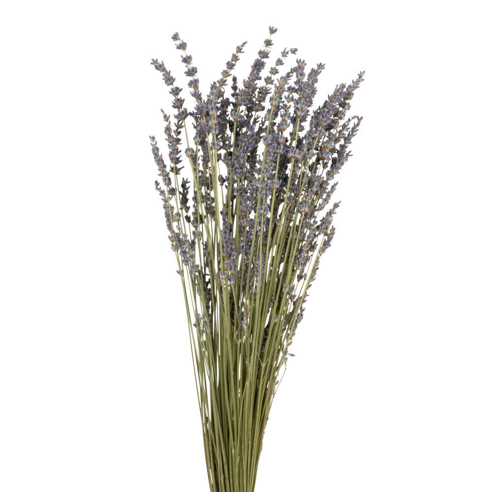 - Bouquet de lavande séchée