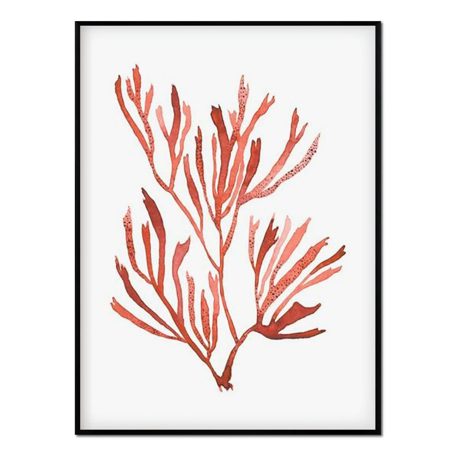 CORAL - Affiche avec cadre noir - Corail - 50x70