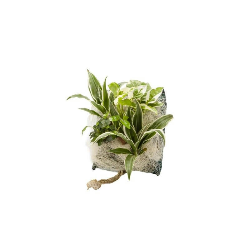 WF - Poche recharge plantes vivantes pour cadre végétal wallflower 31 x 31