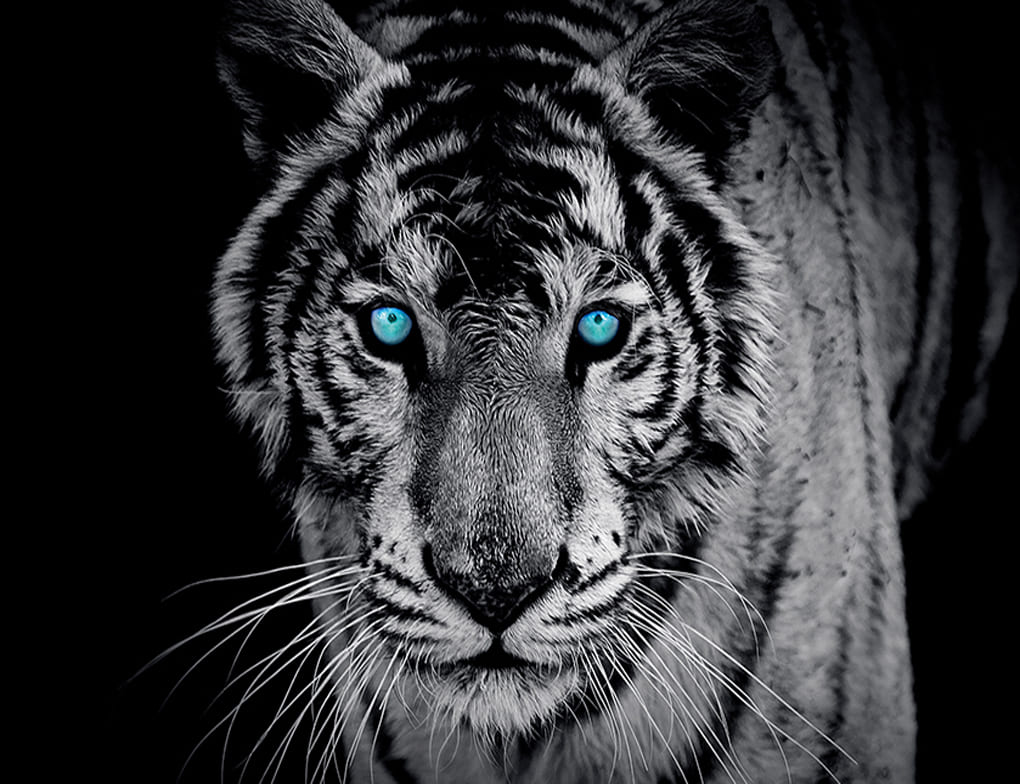 Fototapete TIGER