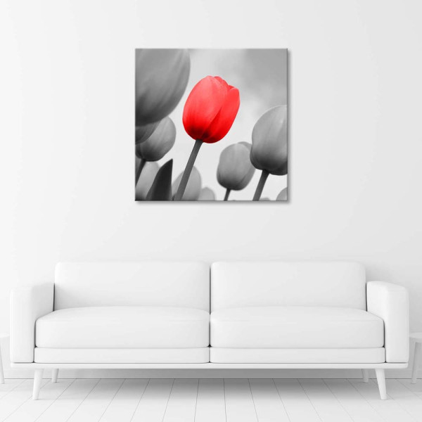 Feeby Obraz na płótnie, Czerwony tulipan w szarości 30x30
