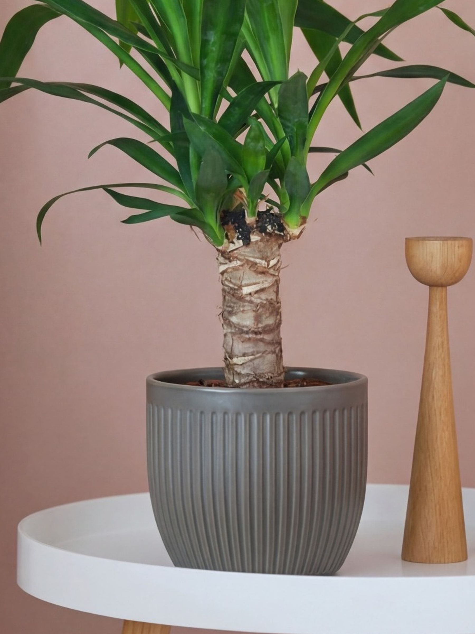 Beards & Daisies Grey Real Yucca Plant in Ribbed Pot