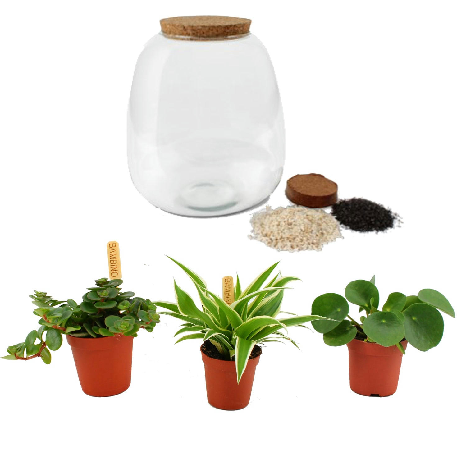 - Plante d'intérieur - Terrarium de 3 plantes
