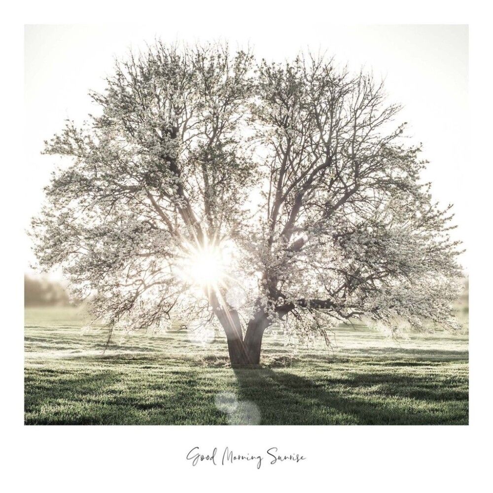 INNREDNINGSBILDE REINDERS SUNBEAM TREE SLIM FRAME WOOD 50X50CM