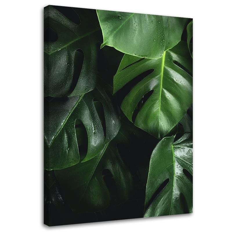 Feeby Obraz na płótnie Monstera liście 40x60