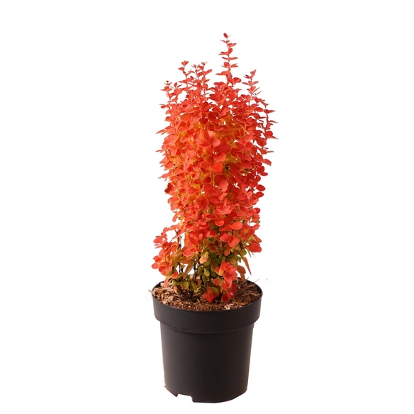 Pflanze, Berberis thunbergii, 25 cm, orangefarben