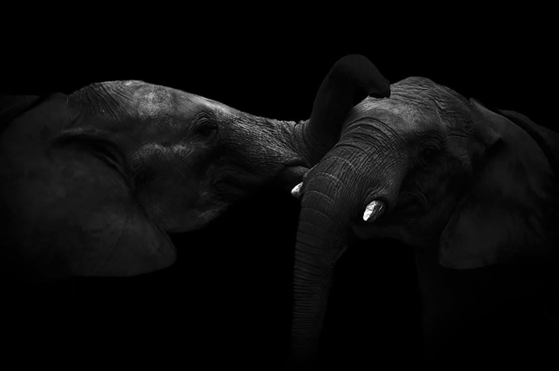 MOMENT DE TENDRESSE - Photographie d'art de Guillaume Mordacq 30x45 cm sur alu