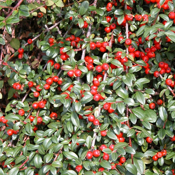 Zwergmispel, Cotoneaster dammeri »Coral Beauty«, weiß, winterhart