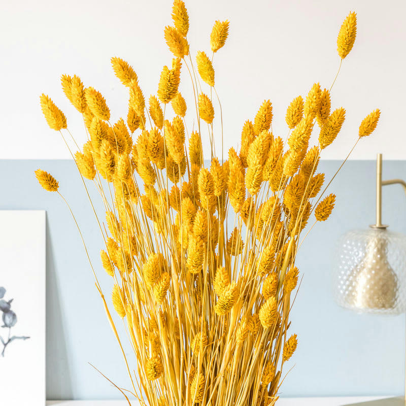 - Bouquet de fleurs séchées : Phalaris ocre. 180 à 220 tiges