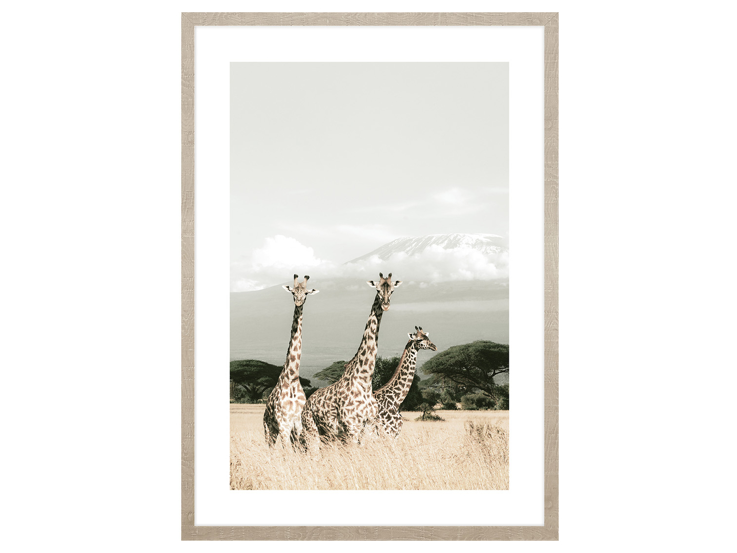 Obraz w ramie African Giraffes 53x73 cm