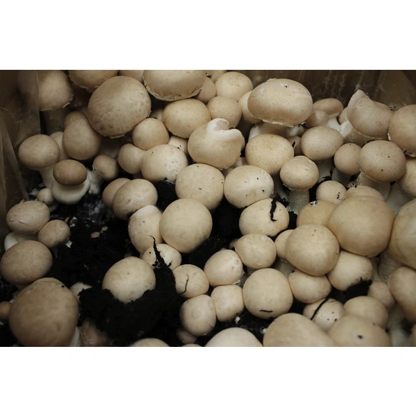 Pilzzuchtset Bio Steinchampignon, Nutzung im Haus