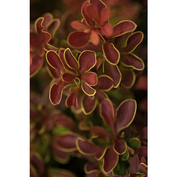 Berberitze, Berberis thunbergii »Admiration «, gelb, winterhart