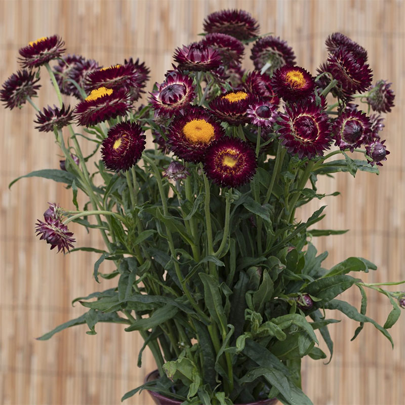 Jätteeternell 'King Size Red'