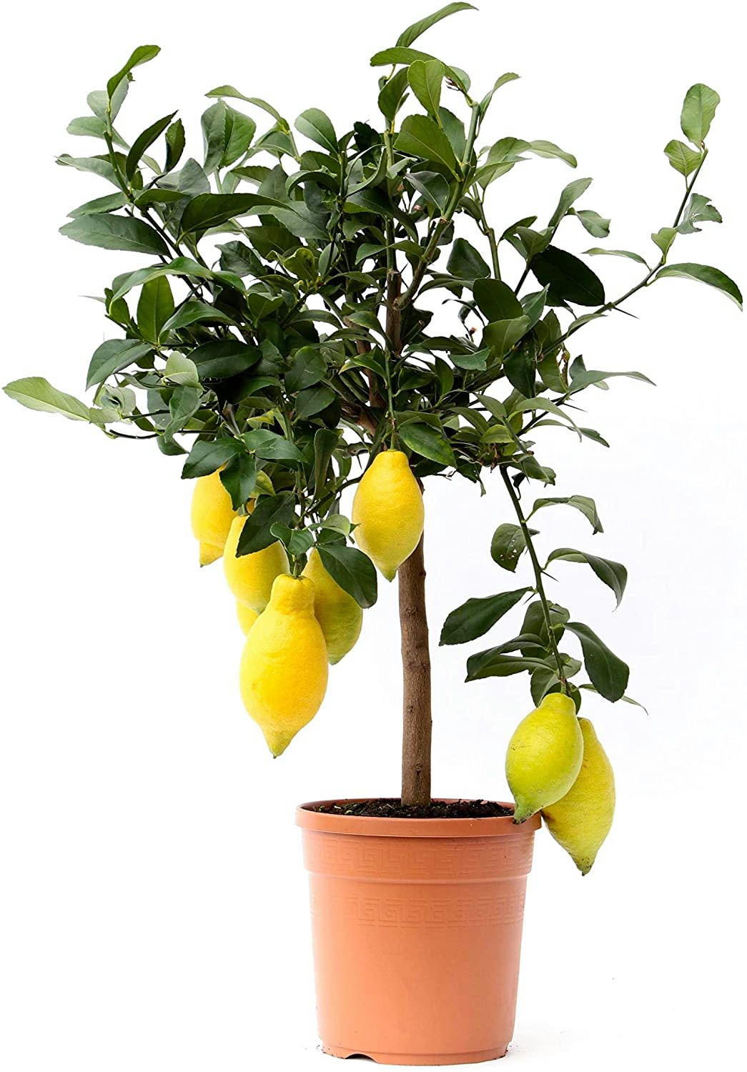 - Plante d'intérieur et d'extérieur - Citronnier de 65cm
