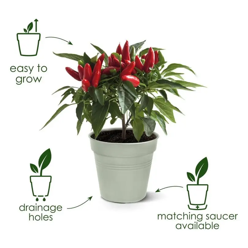 Blumentopf green basics