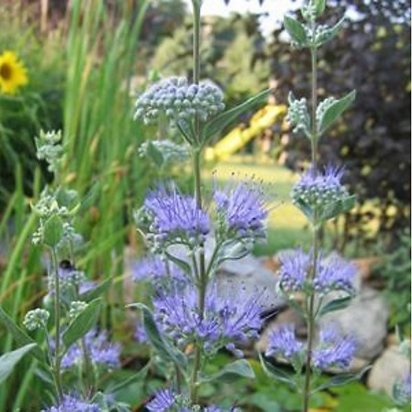 2 x Barbe-bleue - Caryopteris clandonensis- 40-50 cm pot
