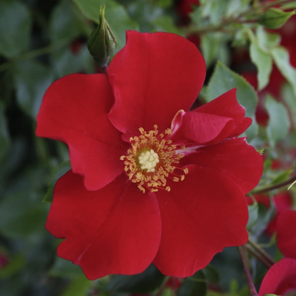 Kleinstrauchrose, Rosa »Alexander von Humboldt«, Blüten: rot