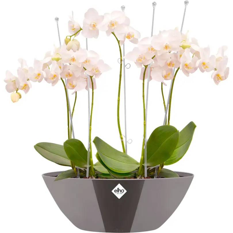 Blumentopf Brussels Diamond