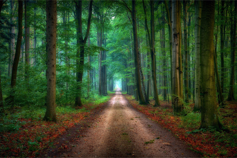 Fototapeta Leśna DROGA Drzewa Jesień w 3D 90x60cm