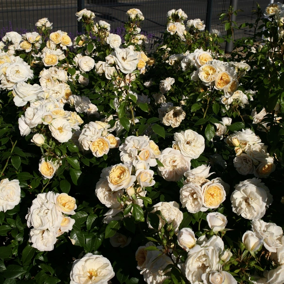 Beetrose, Rosa »Kosmos®«, Blüte: cremeweiß, gefüllt