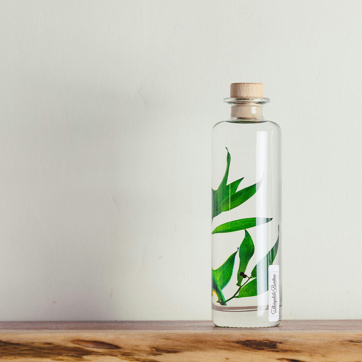 HERBARIUM DE THEOPHILE - Plante immergée Ruscus vert