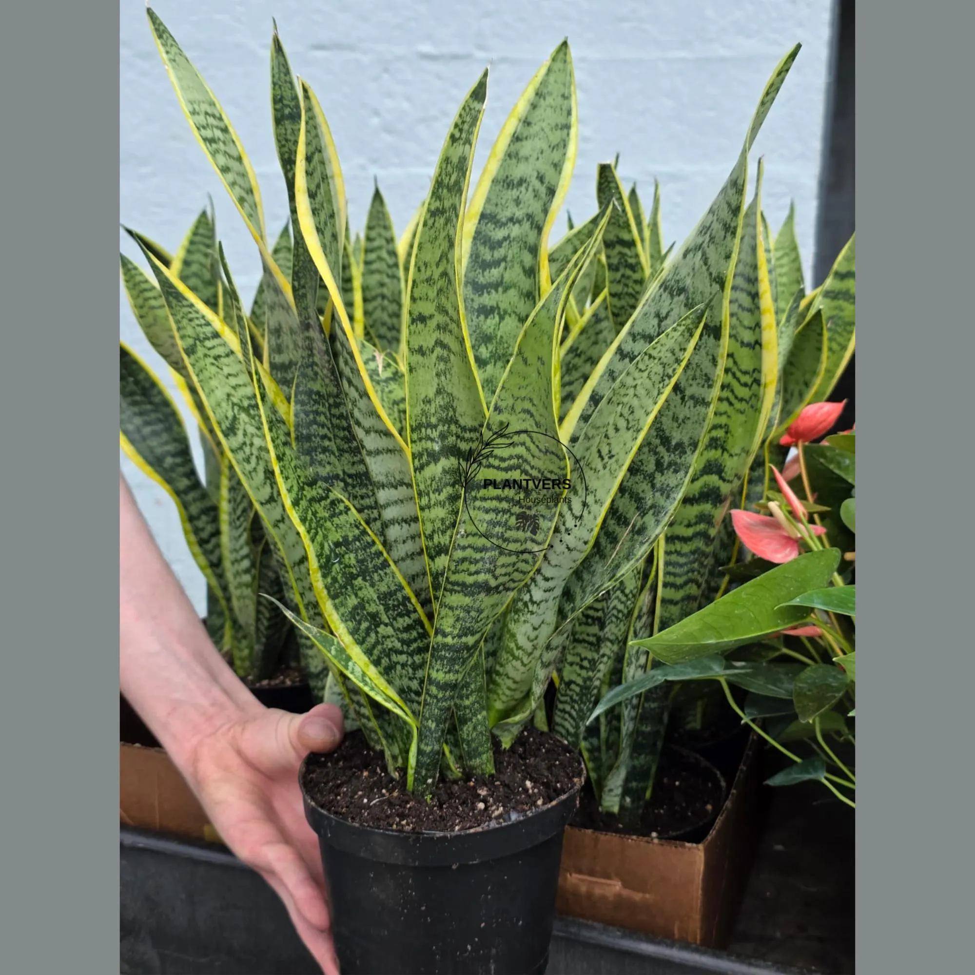 Sansevieria Snake Plant Laurentii in 6” Nursery Pot - Indoor Low Light Plant - Easy Care Houseplant - Modern Decor - Beginner Plant