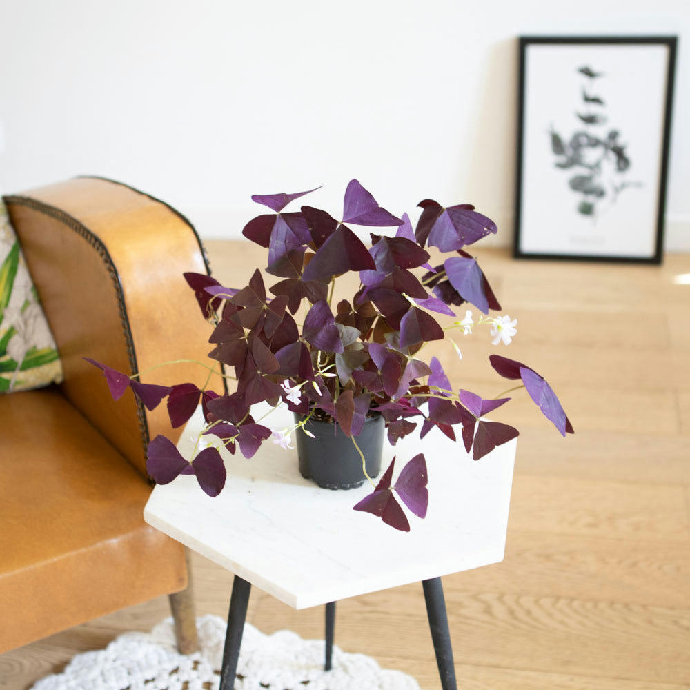 OXALIS TRIANGULARIS - Oxalis plante d'intérieur sans cache-pot