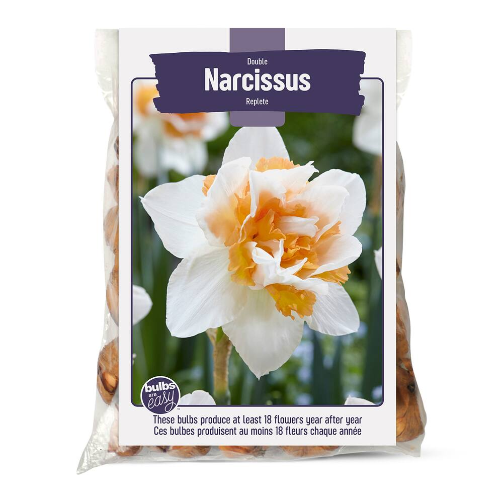 Bulbs Are Easy, Double Replete Narcissi Bulbs, Assorted Varieties, Home Garden